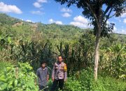 Bhabinkamtibmas Desa Tapua Monitoring Tanaman Jagung Warga, Siap Kawal Penjualan ke Bulog