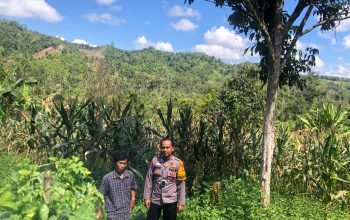 Bhabinkamtibmas Desa Tapua Monitoring Tanaman Jagung Warga, Siap Kawal Penjualan ke Bulog
