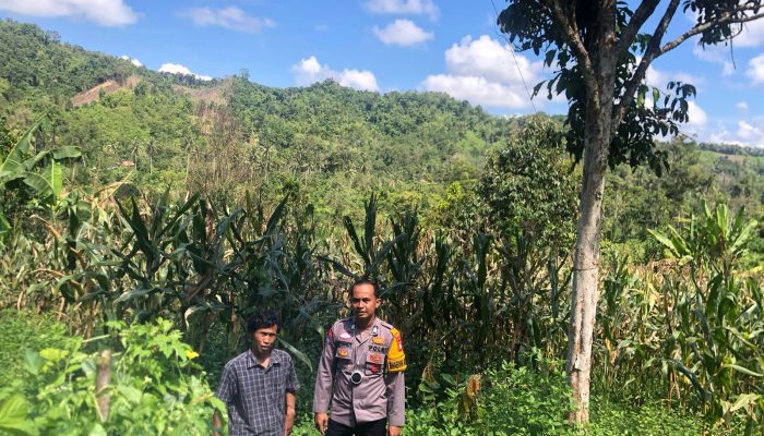Bhabinkamtibmas Desa Tapua Monitoring Tanaman Jagung Warga, Siap Kawal Penjualan ke Bulog