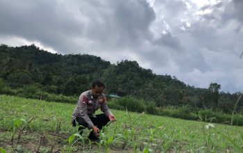 Bhabinkamtibmas Desa Tapua Monitoring Perkembangan Tanaman Jagung, Dukung Ketahanan Pangan Nasional