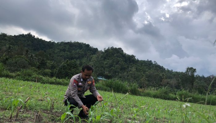 Bhabinkamtibmas Desa Tapua Monitoring Perkembangan Tanaman Jagung, Dukung Ketahanan Pangan Nasional