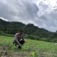 Bhabinkamtibmas Desa Tapua Monitoring Perkembangan Tanaman Jagung, Dukung Ketahanan Pangan Nasional