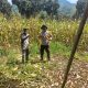 Bhabinkamtibmas Desa Amola Hadiri Panen Raya Jagung Kelompok Tani Binaan Polsek Binuang