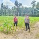 Bhabinkamtibmas Desa Duampanua Monitoring Lahan Jagung, Siap Dampingi Petani Jual Hasil Panen ke Bulog