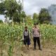 Bhabinkamtibmas Madatte Monitoring Lahan Jagung Warga untuk Dukung Ketahanan Pangan