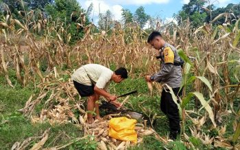 Bhabinkamtibmas Desa Pollewani Polsek Tutar Monitoring Panen Jagung, Dukung Program Swasembada Pangan