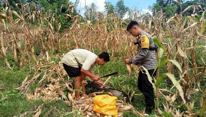 Bhabinkamtibmas Desa Pollewani Polsek Tutar Monitoring Panen Jagung, Dukung Program Swasembada Pangan