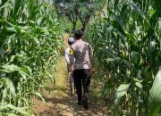 Bhabinkamtibmas Desa Palece Monitoring Perkembangan Lahan Jagung, Ajak Petani Jual Hasil Panen ke Bulog