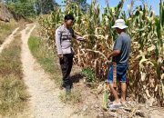 Bhabinkamtibmas Desa Arabua Sambangi Petani Jagung, Dorong Ketahanan Pangan dan Penjualan Hasil Panen ke Bulog