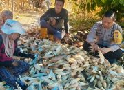 Panen Jagung Poktan Bukit Berbunga di Desa Taramanu Tua, Polsek Tutar Dorong Ketahanan Pangan