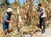 Bhabinkamtibmas Polsek Tutar Kawal Penyaluran Bantuan Pangan Berupa Beras di Desa Taramanu Tua