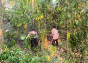Kapolsek Polewali Bersama Sat Samapta dan Warga Padamkan Kebakaran Lahan di Kelurahan Darma